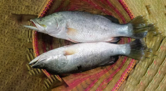 সামুদ্রিক ভোলা ভেটকি মাছ