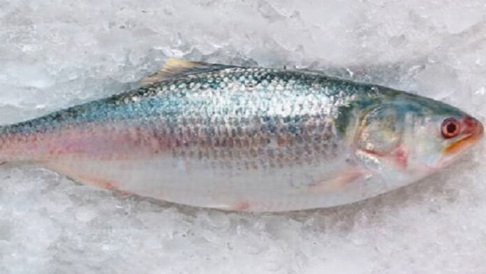 ইলিশ মাছ